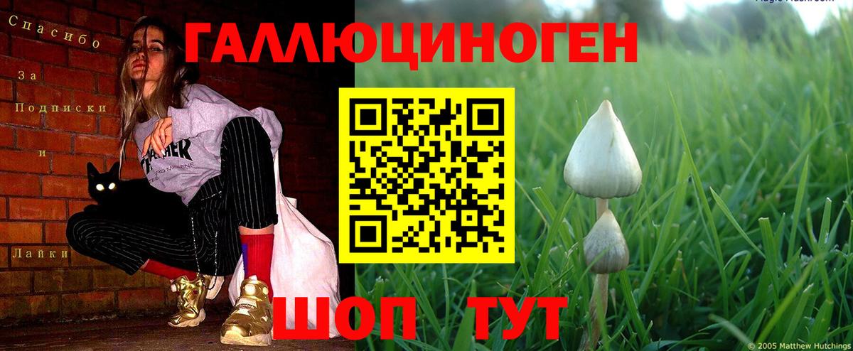 Галлюциногенные грибы Cubensis  Вход с VPN  Прохладный 